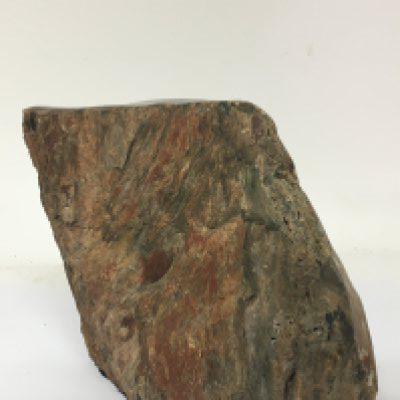 An Ancient Natural History sample Arizona Rainbow Wood. Height 22cm