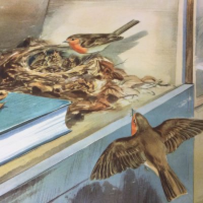 A brown folder containing Enid Blyton nature plates , no reserve.