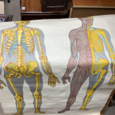 2 vintage human anatomy posters.