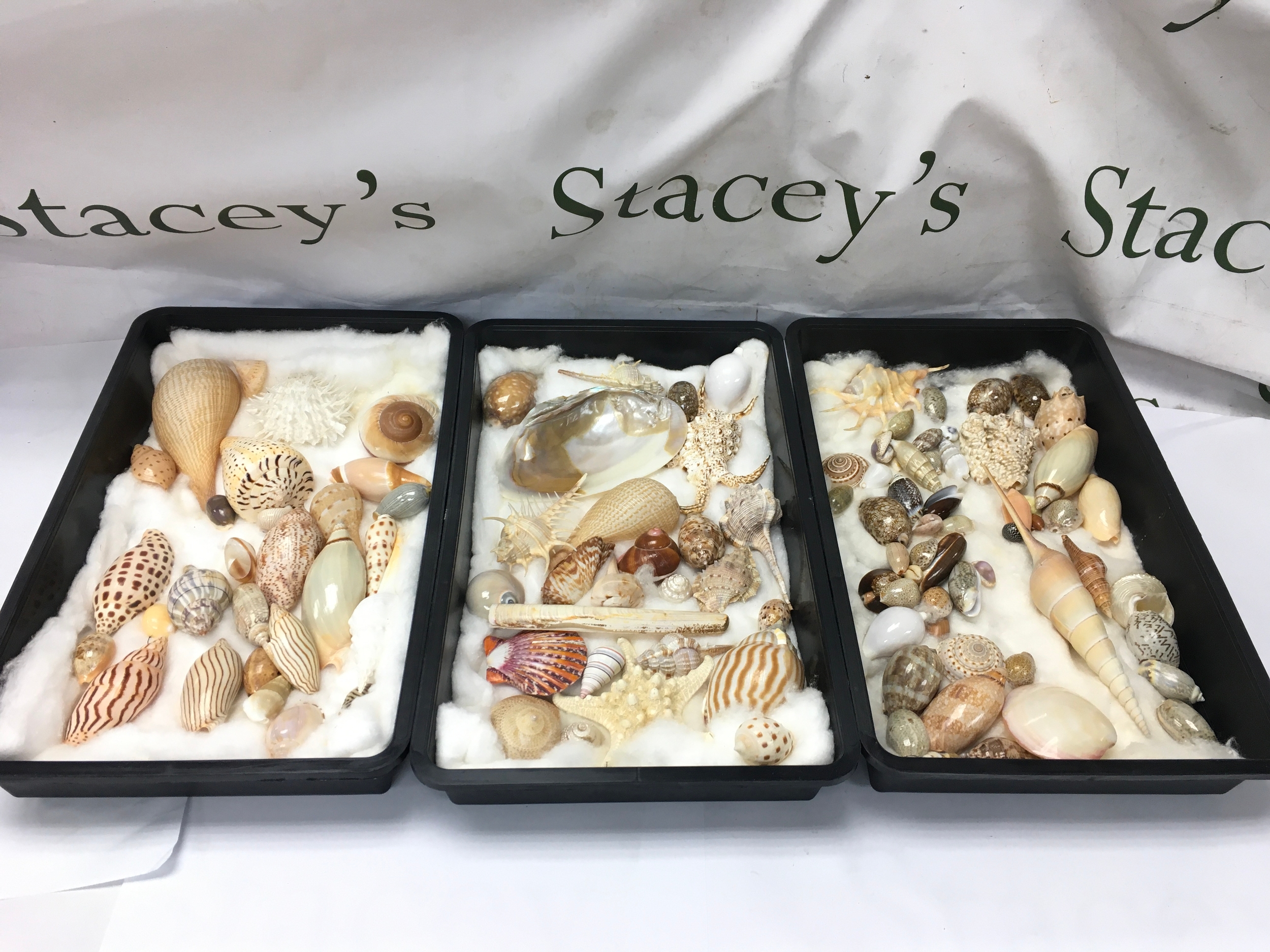 assorted collection of natural sea shells, mother-of-pearl mollusk shells, and starfish etc