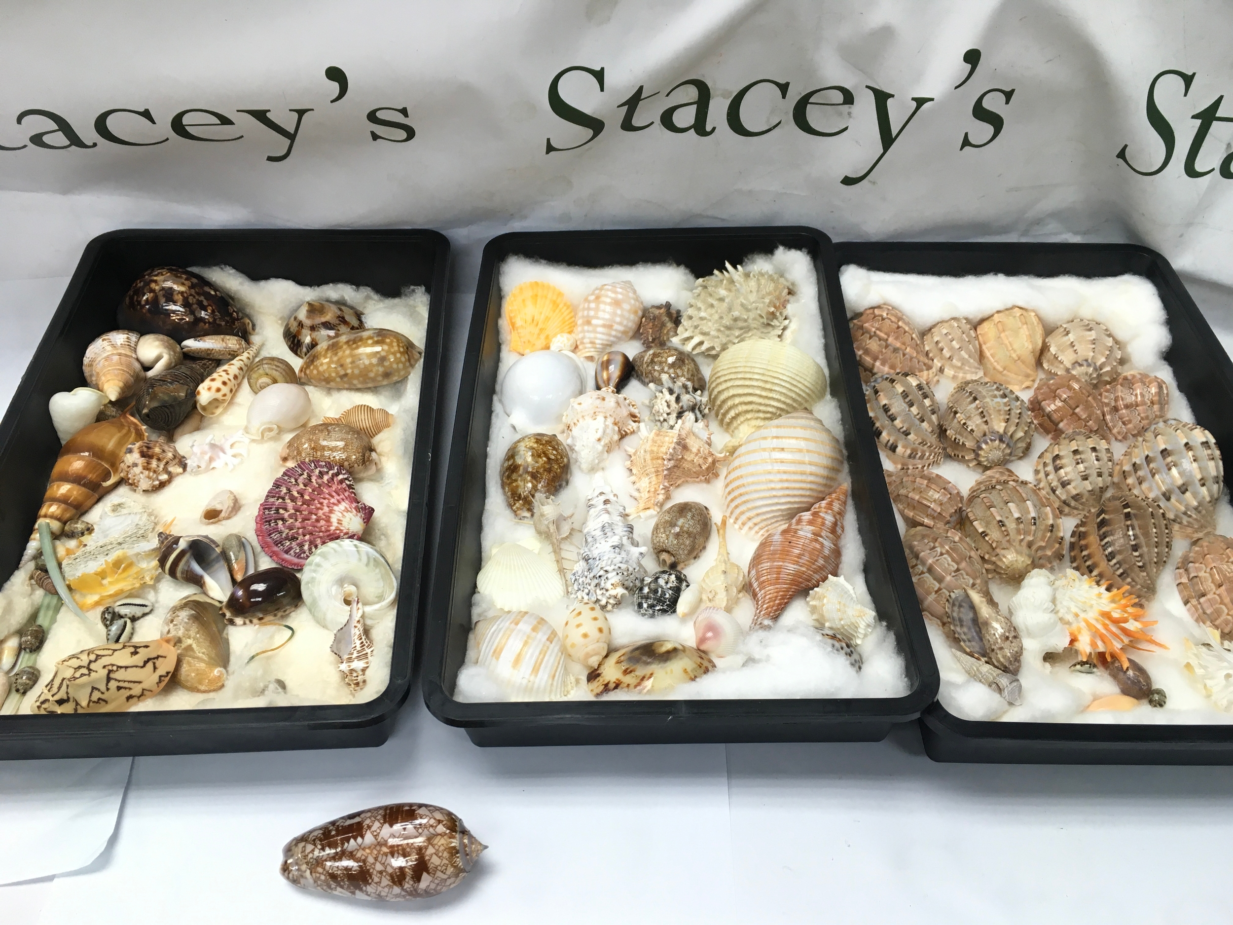 assorted collection of natural marine seashells, including spiny murex, white moon shells, cone shells, and striped tun shells and shell of an Oliva porphyria commonly known as the tent olive