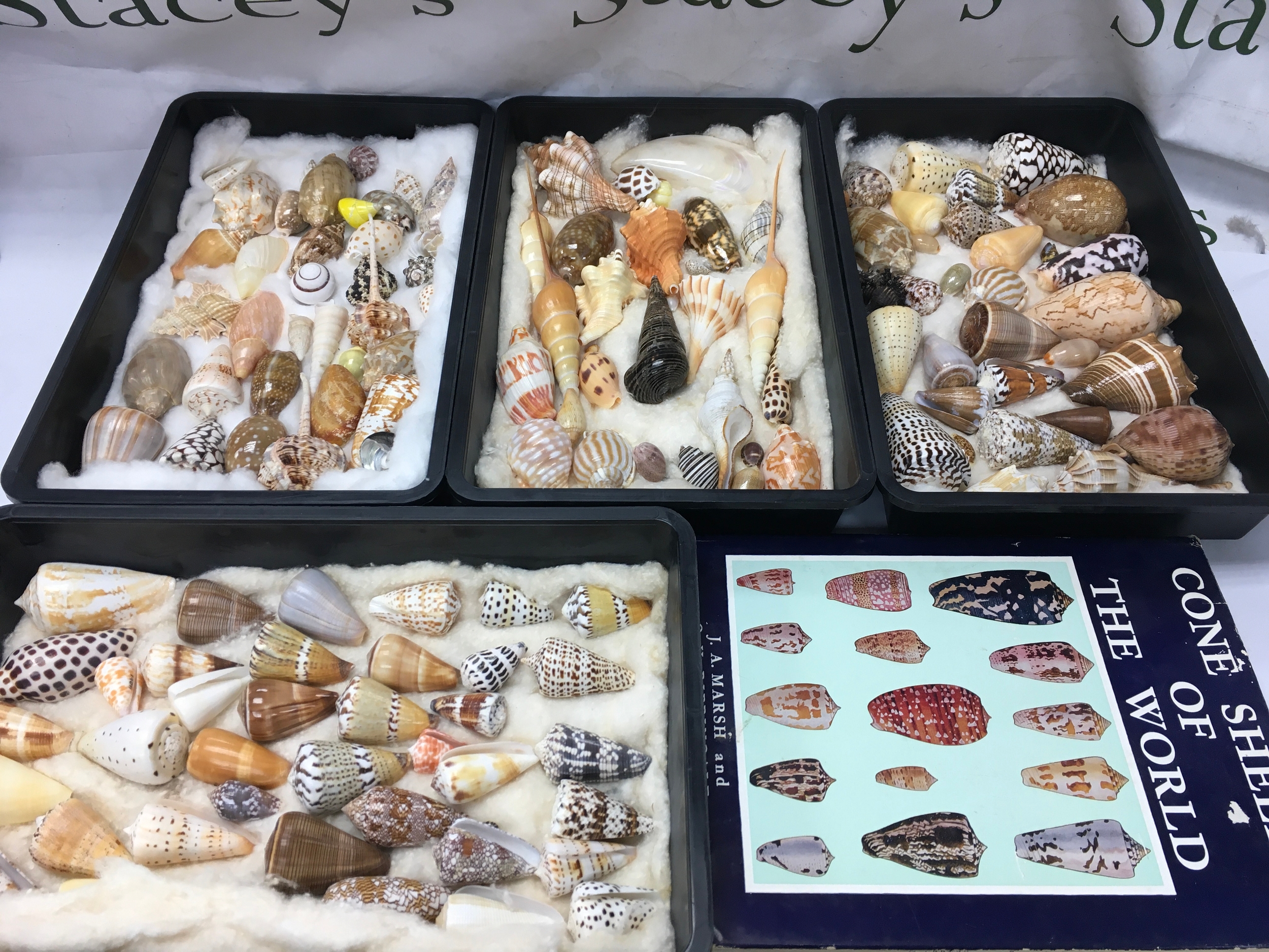 collector's assortment of cone snails family Conidae and related marine gastropod shells along with a reference book. including Marble Cone, Ermine Cone etc