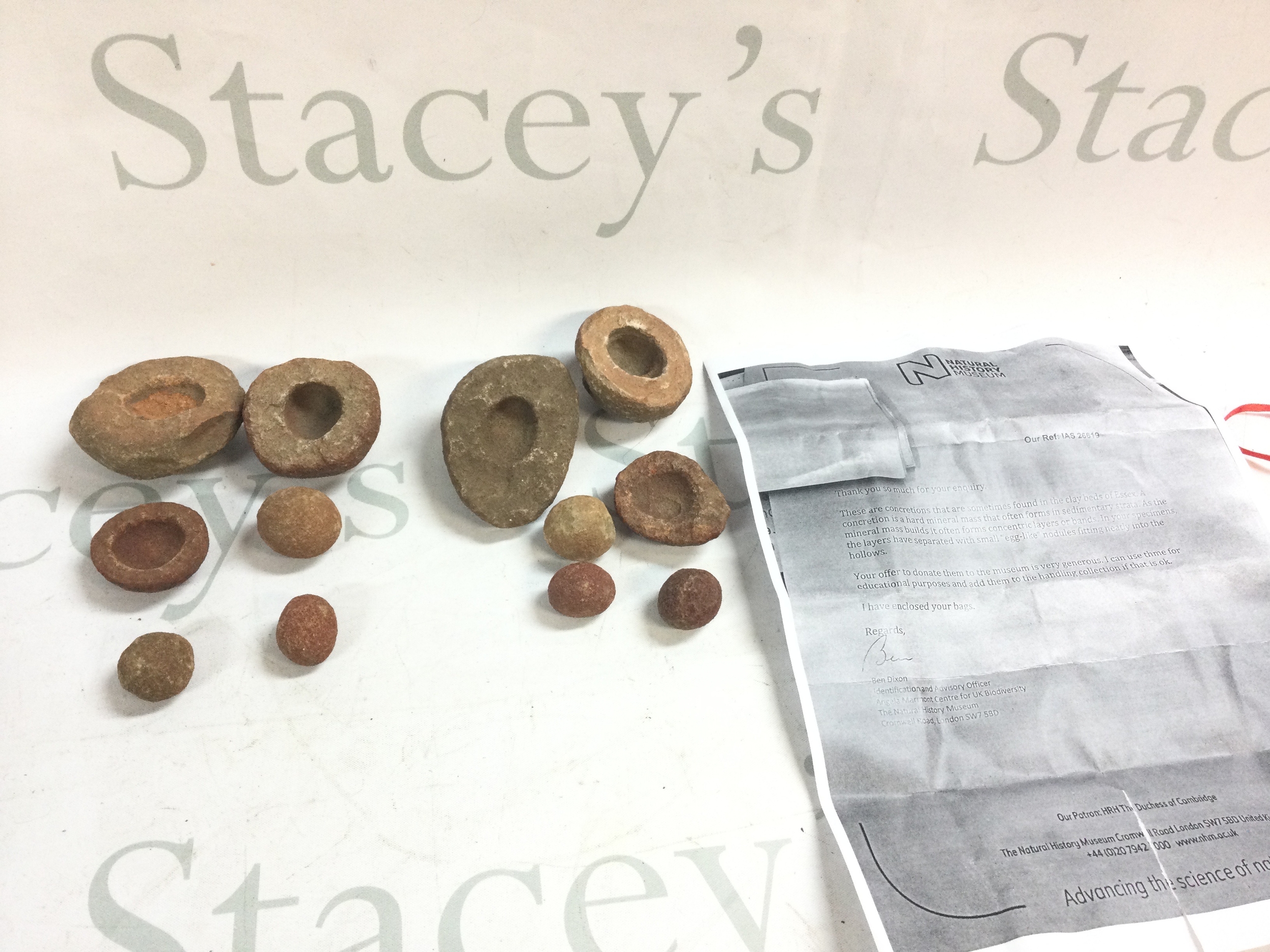 Two unusual concretions of hard mineral mass found in Essex clay beds 