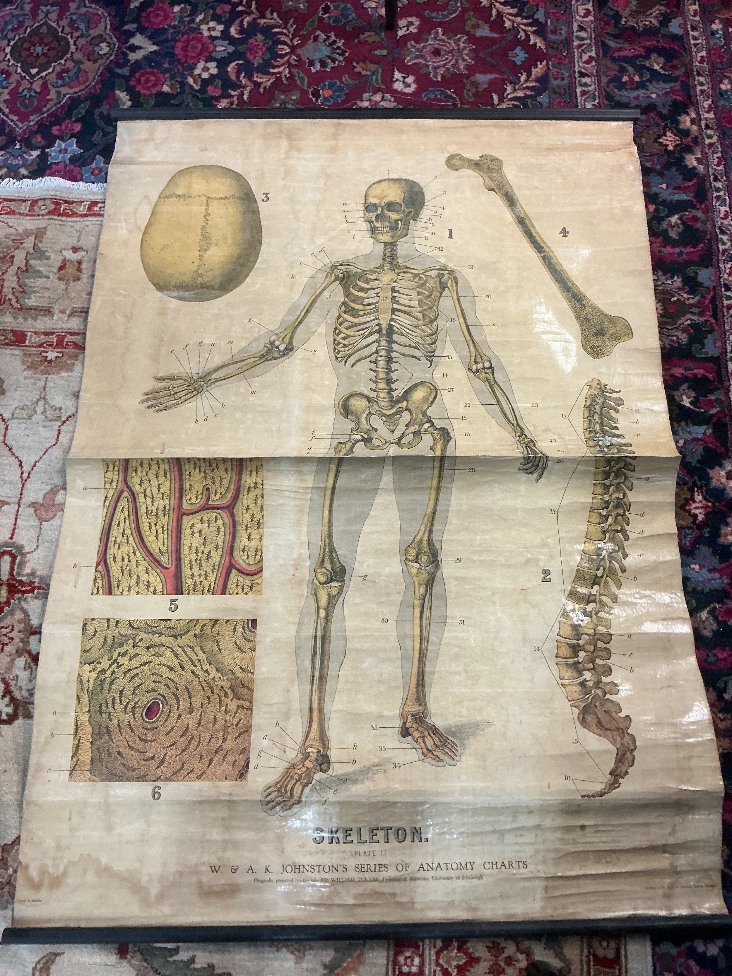 A vintage anatomy poster, Skeleton Plate I. W. & A.K. JOHNSTON'S SERIES OF ANATOMY CHARTS. Originally prepared by the late Sir William Turner, professor of Anatomy, University of Edinburgh . Printed in Scotland. 148x98cm