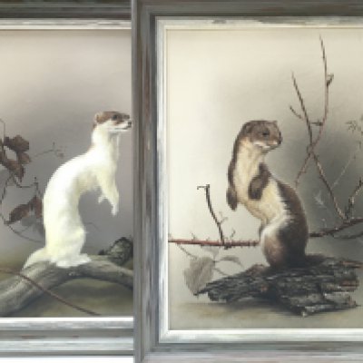 Two framed oil paintings of a Weasel and a Stote by JW Crabb and a study of a pheasant. This lot cannot be posted