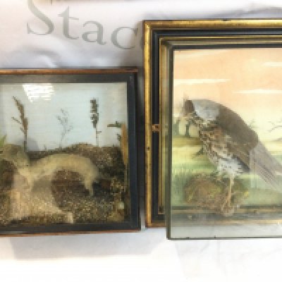 A framed taxidermy thrush and a framed stoat.