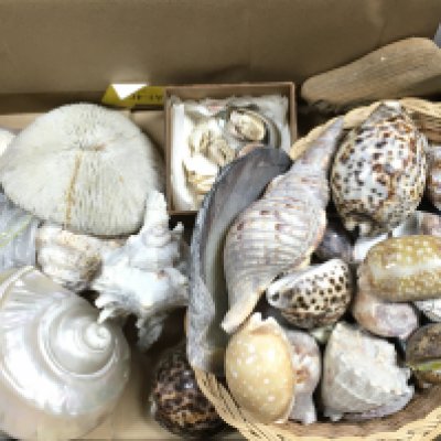 A collection of assorted sea shells and other.