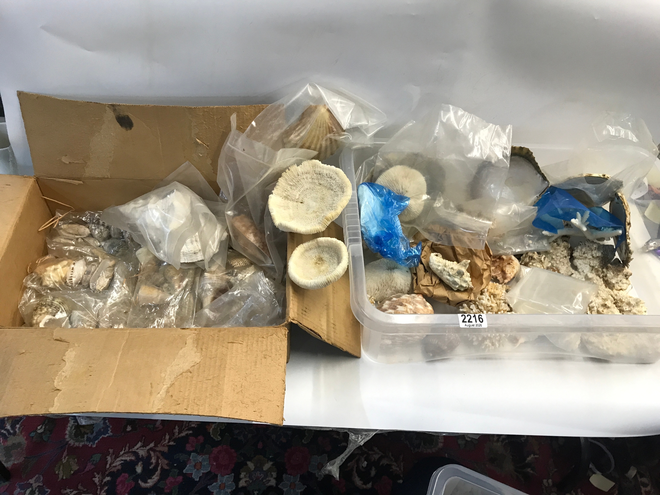 Qty of sea shells, urchins, abalone and corals.