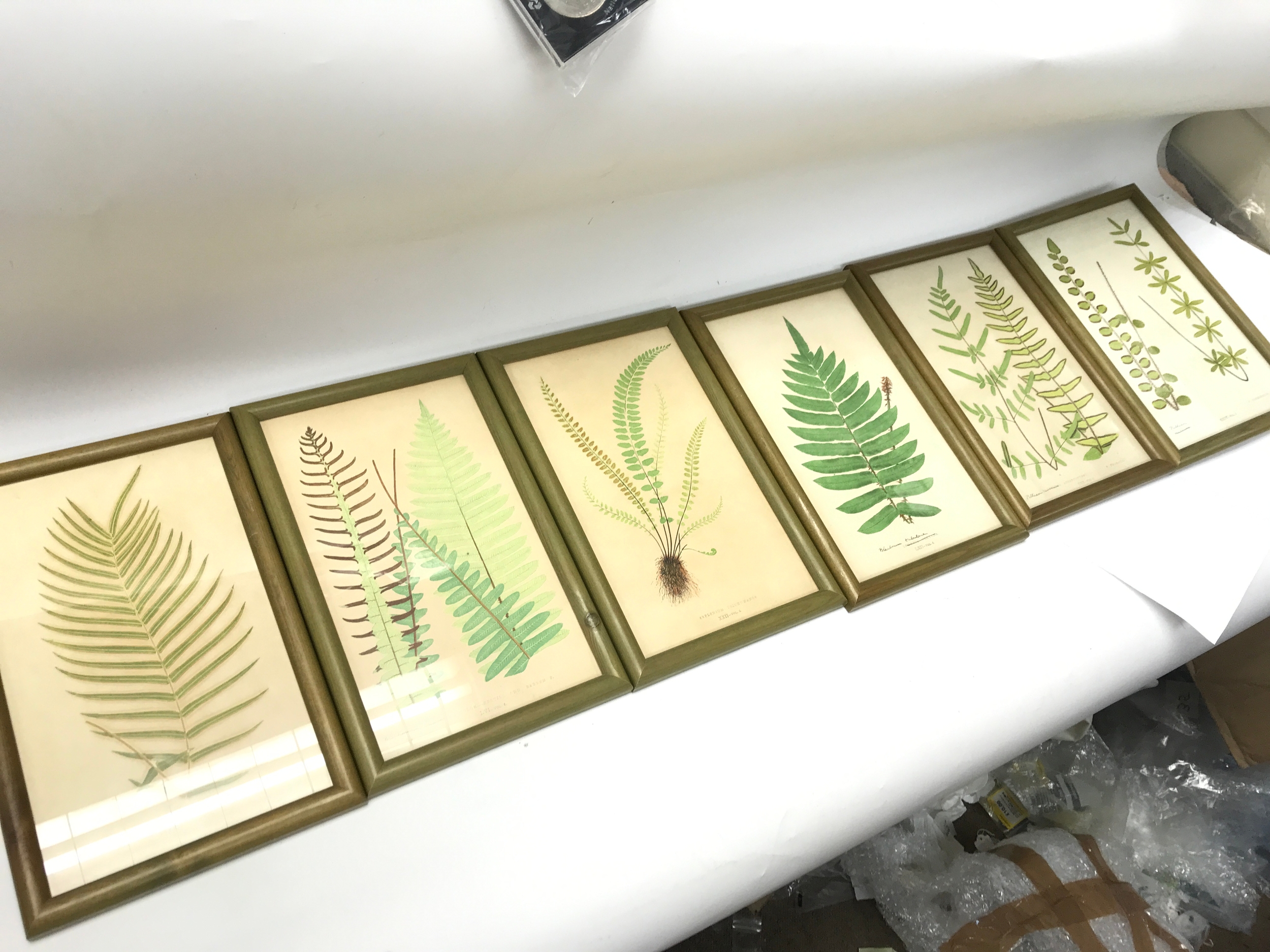 Nine framed botanical prints . 17x27cm