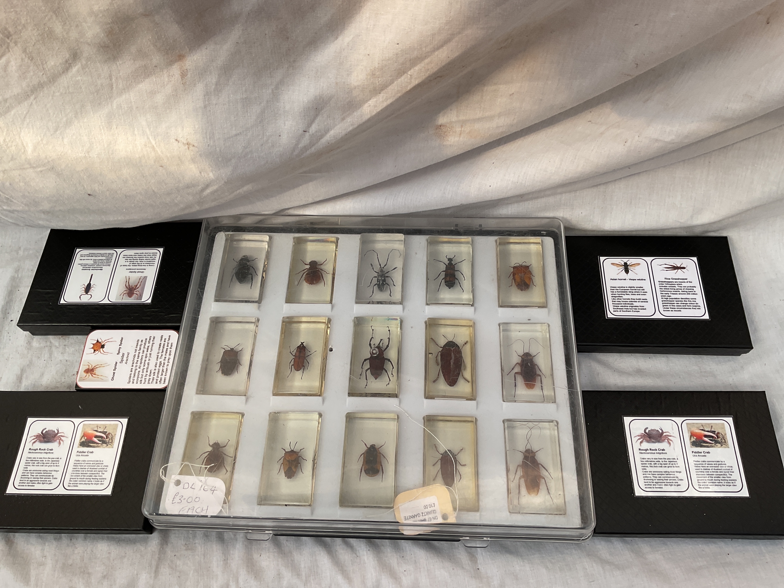 Qty insects in plastic.