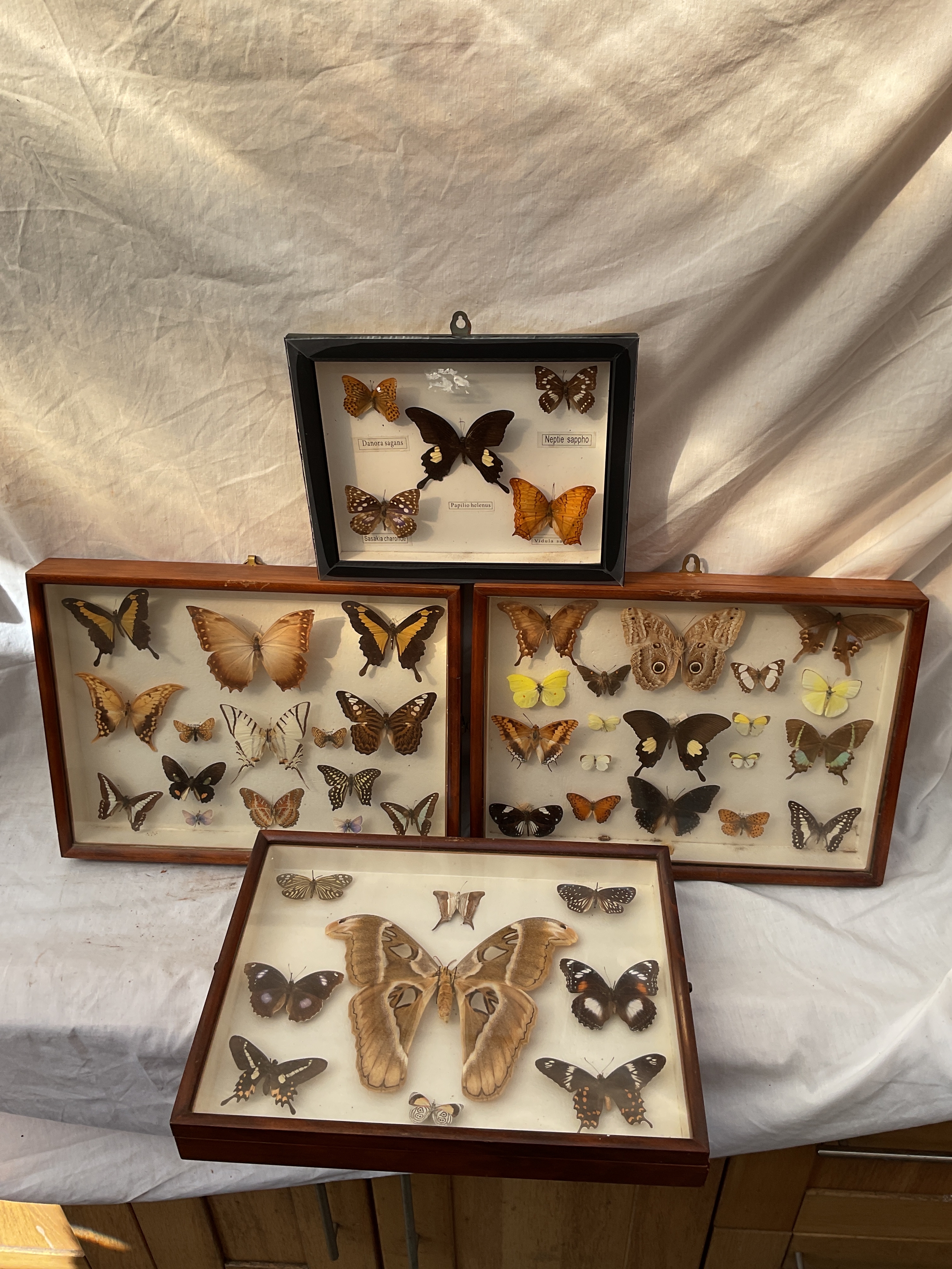 Qty cased Butterflies.