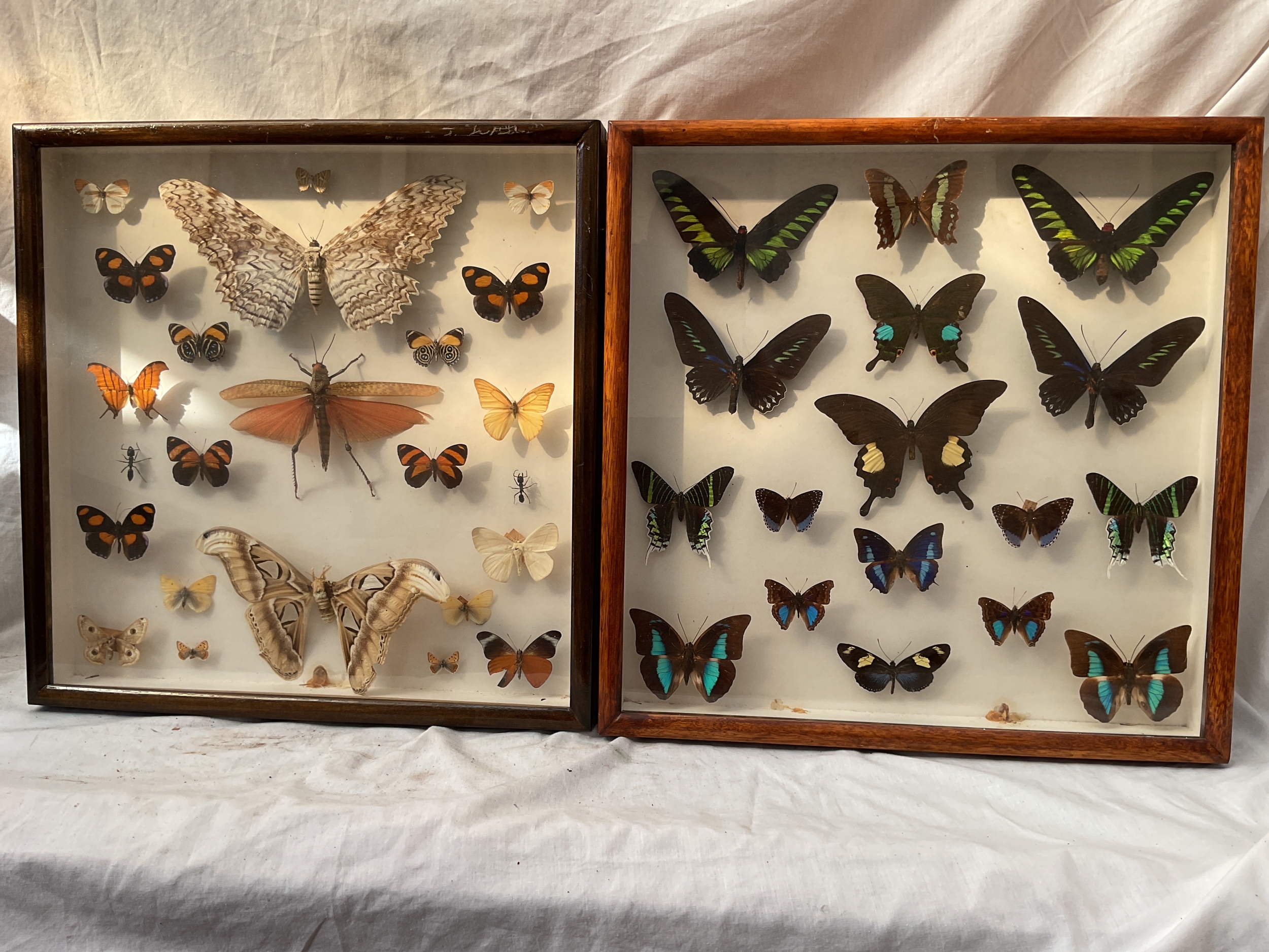 Two cased taxidermy of butterflies, locust and ants.