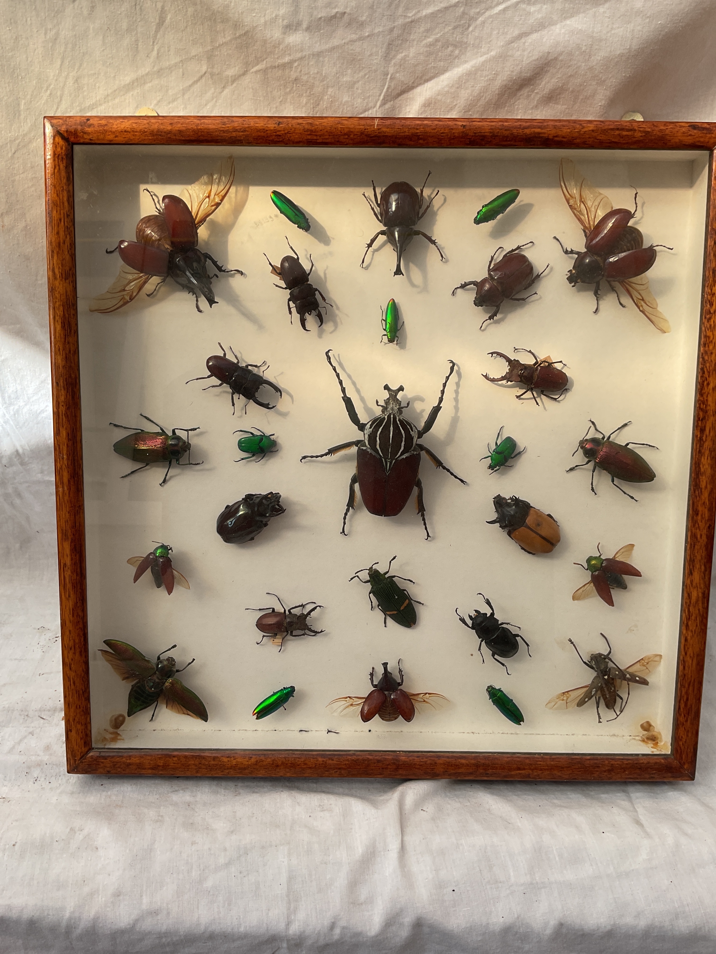 Cased taxidermy of large beetles.