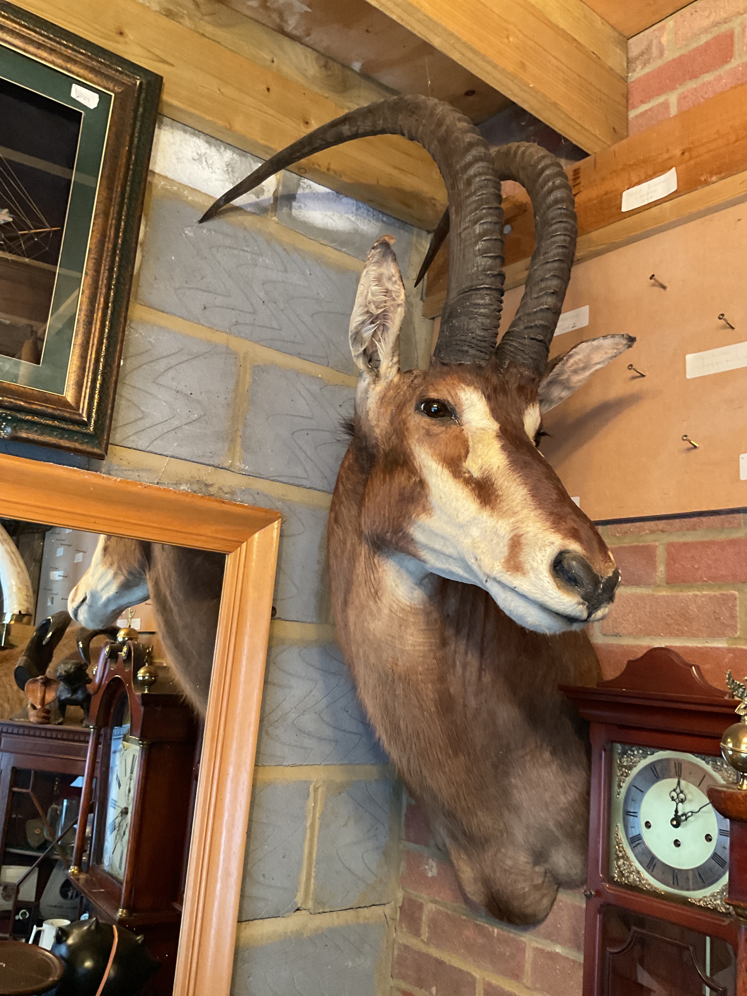 Taxidermy of a Sable Antelope (Hipotragus Niger).