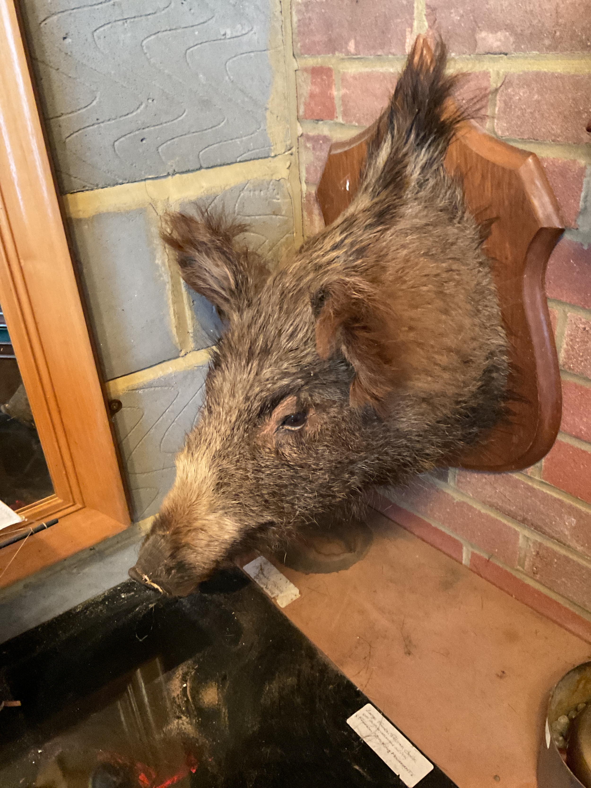 Taxidermy of a boar.