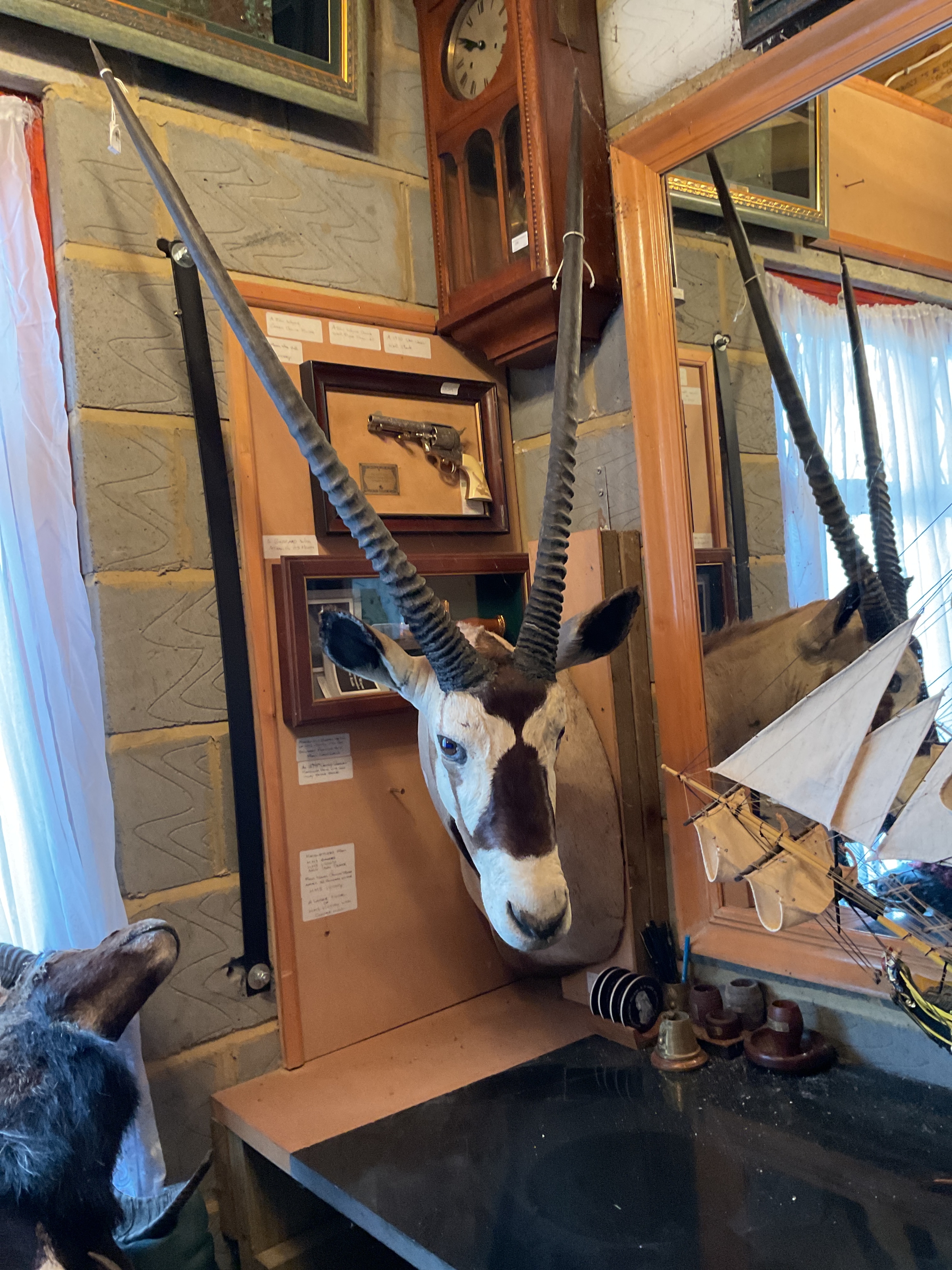 Taxidermy African Gemsbok.