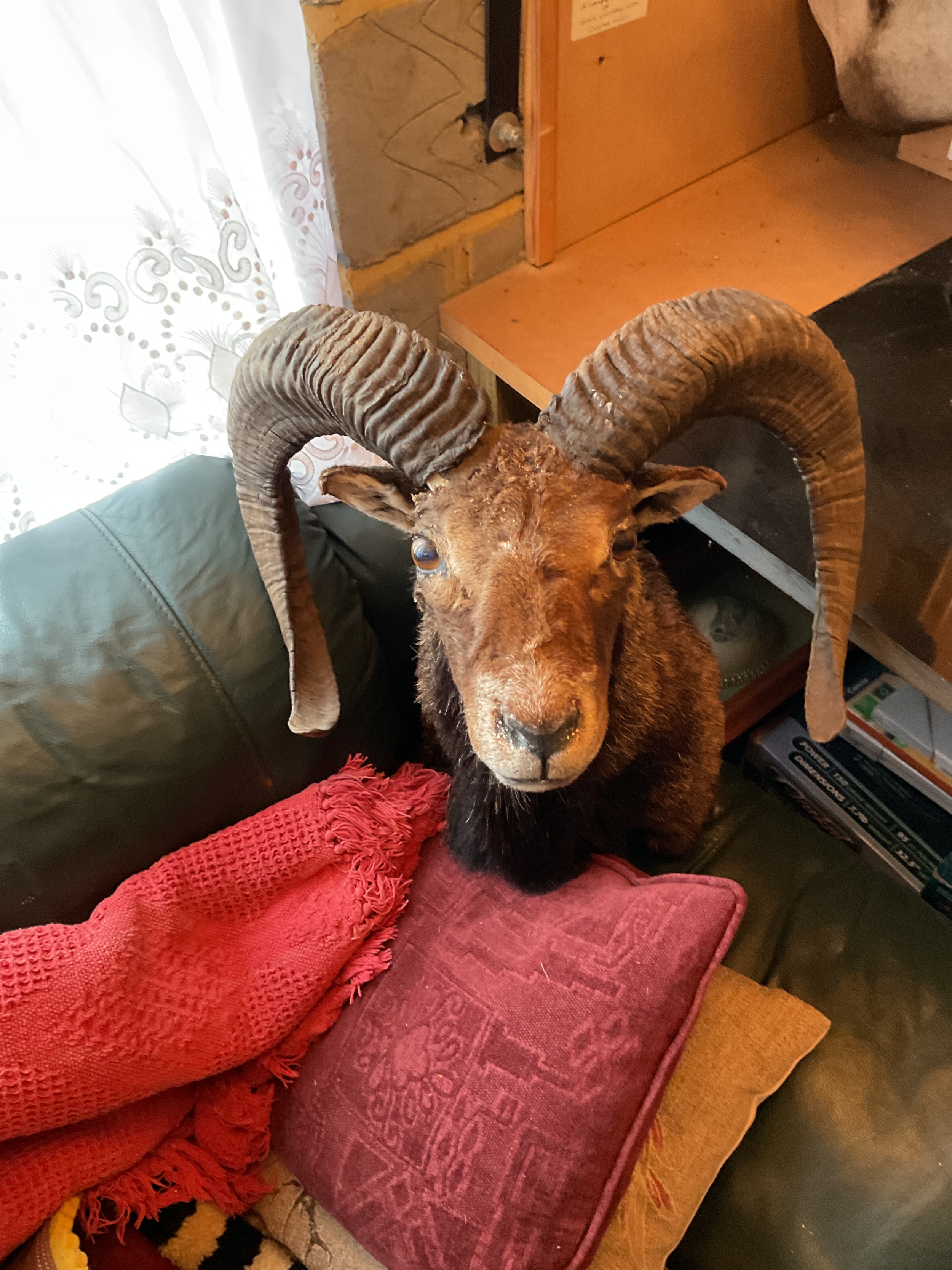 Taxidermy of a Mouflon.