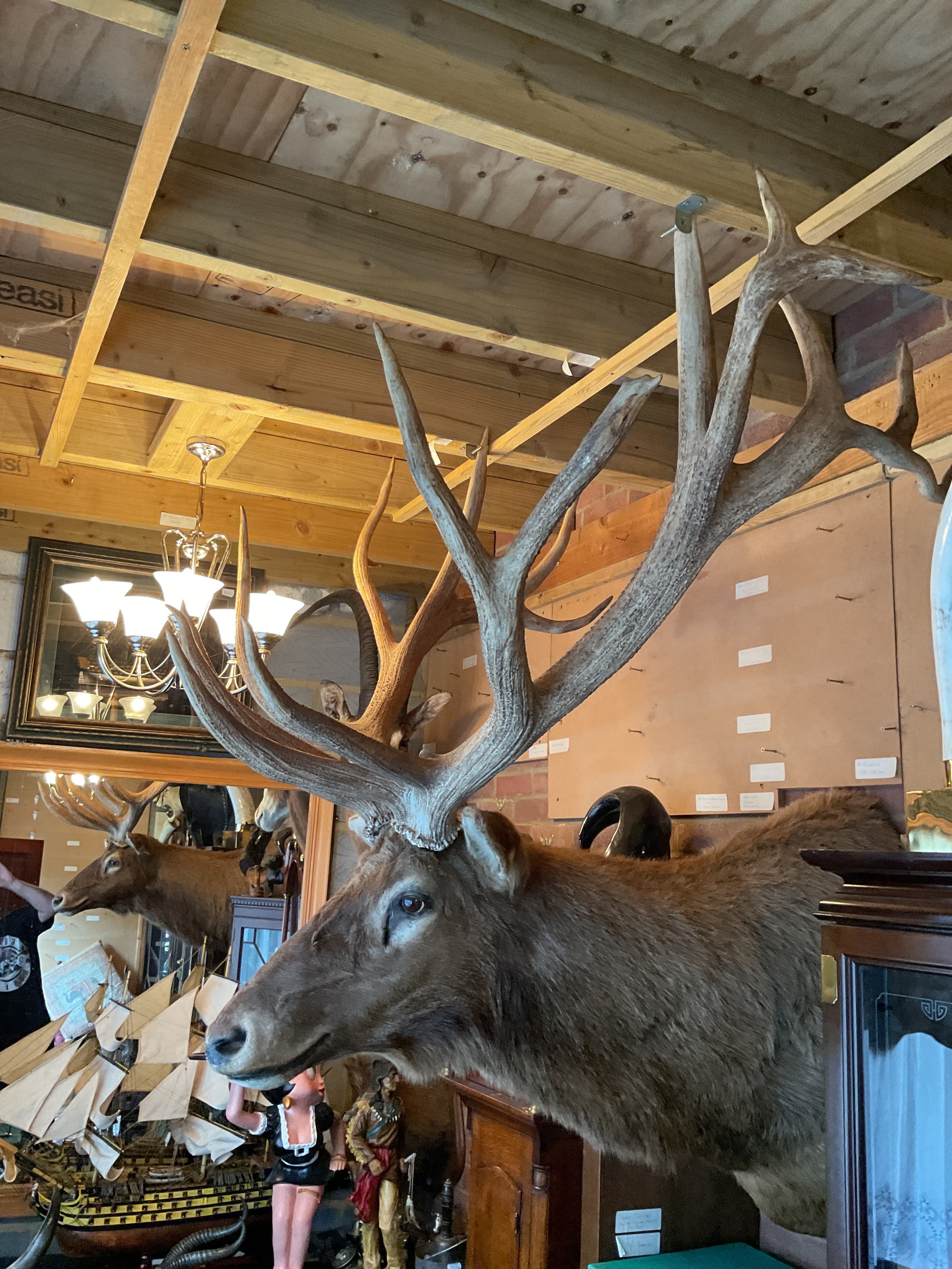 Taxidermy of a huge 20 pointer elk.