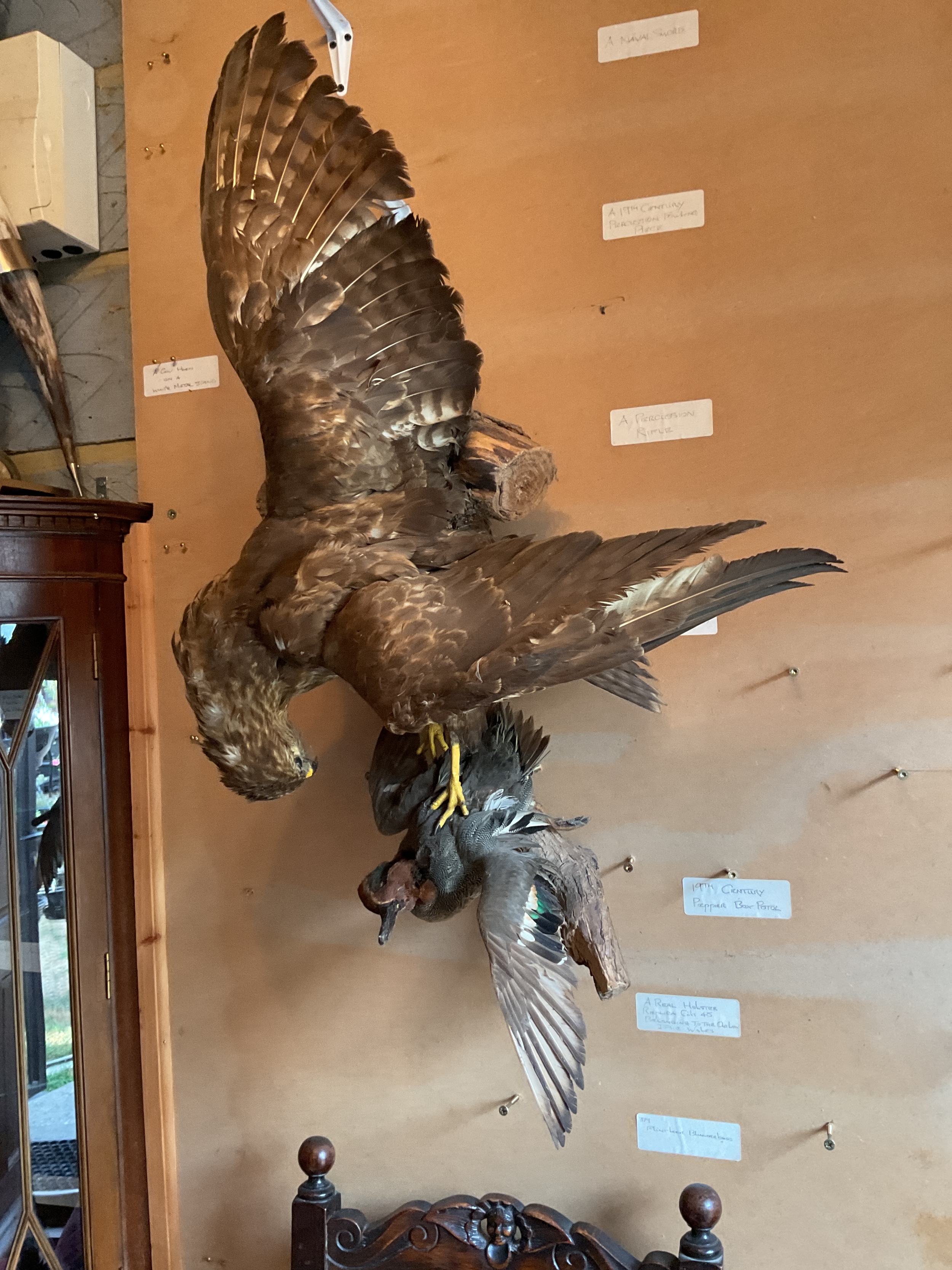 Taxidermy of Eagle and Duck.