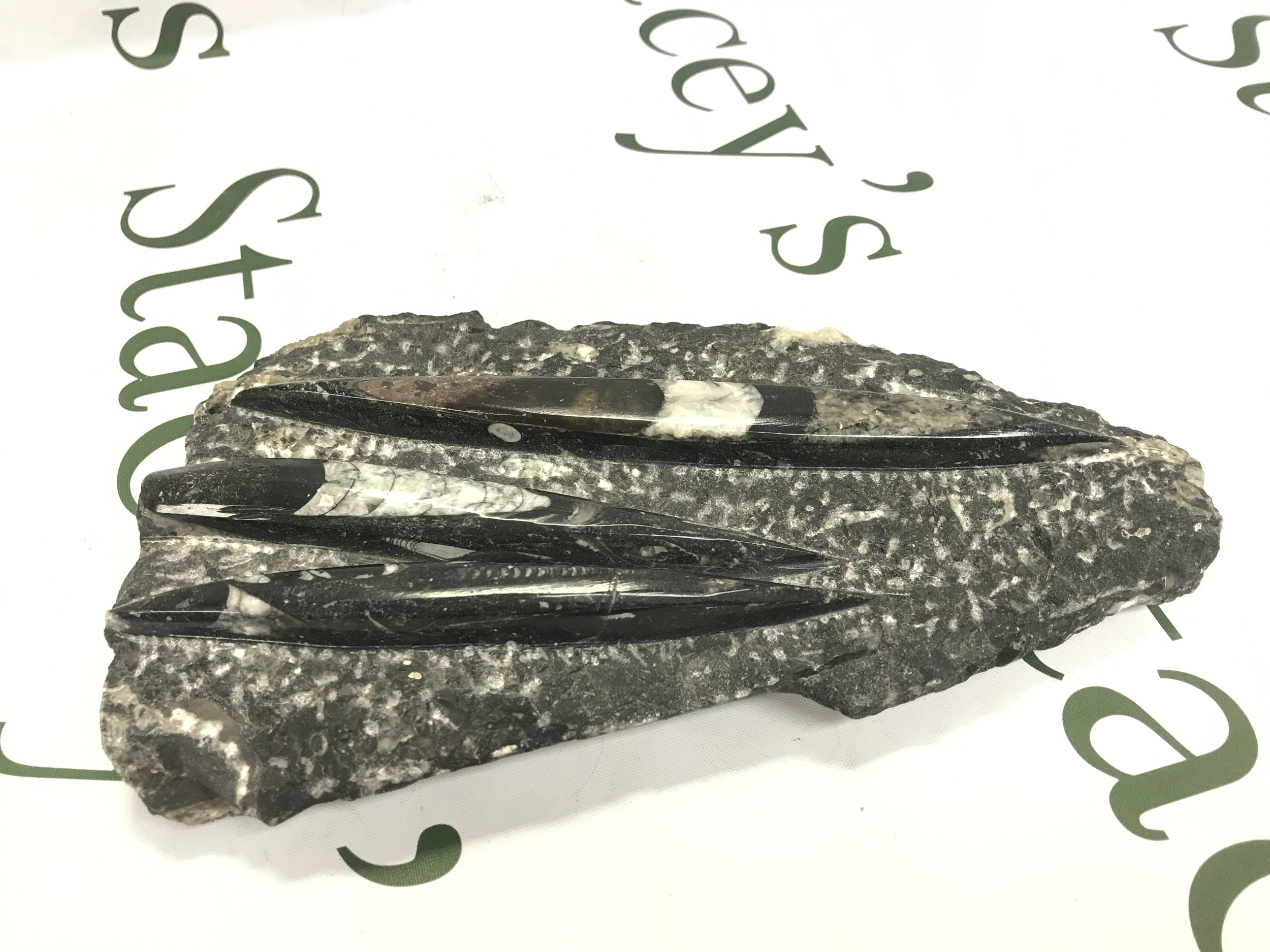 An antique fossil from UK west coast shores, 25cm long