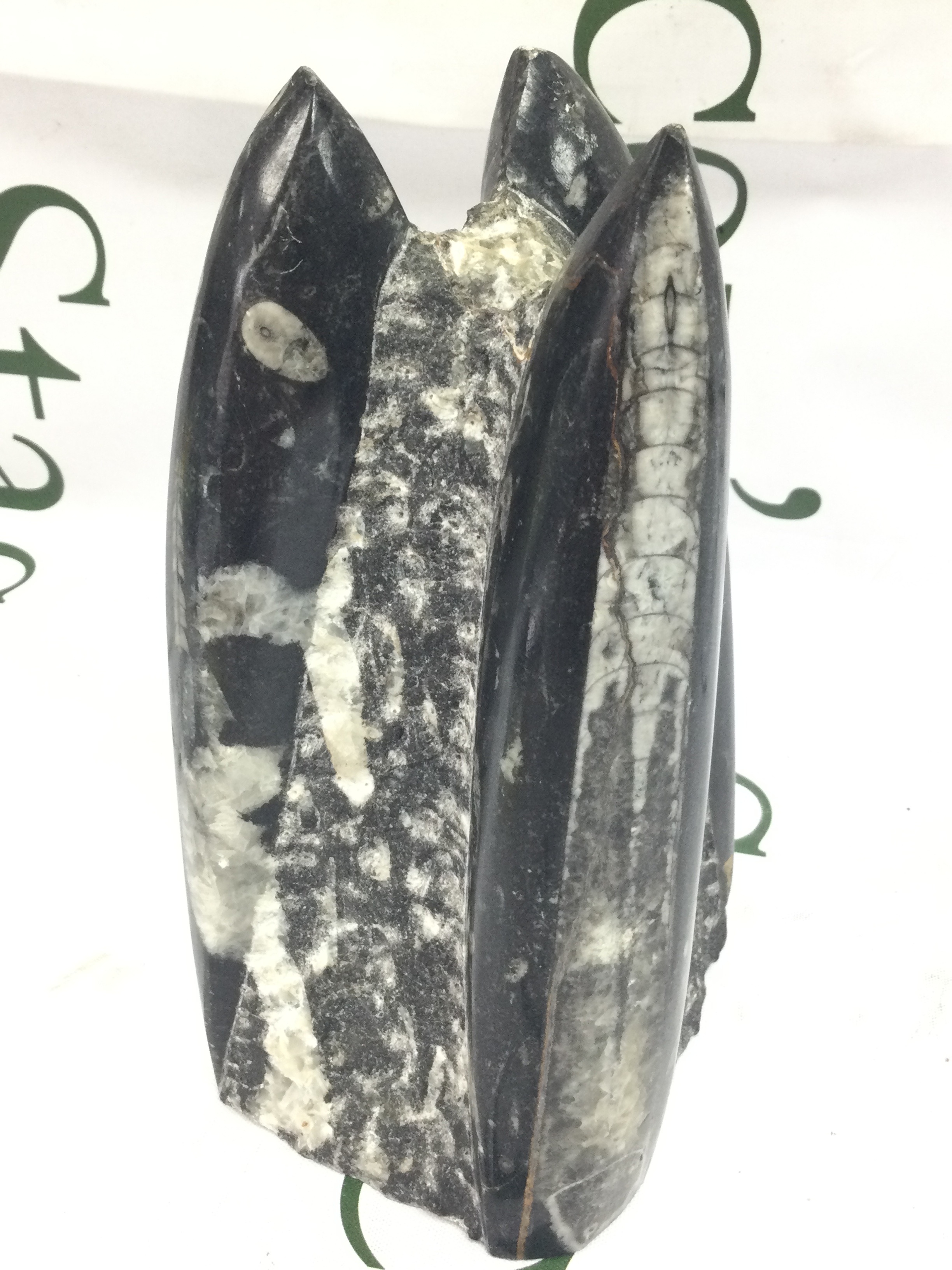 A fossil from UK West coast shores , 17cm tall