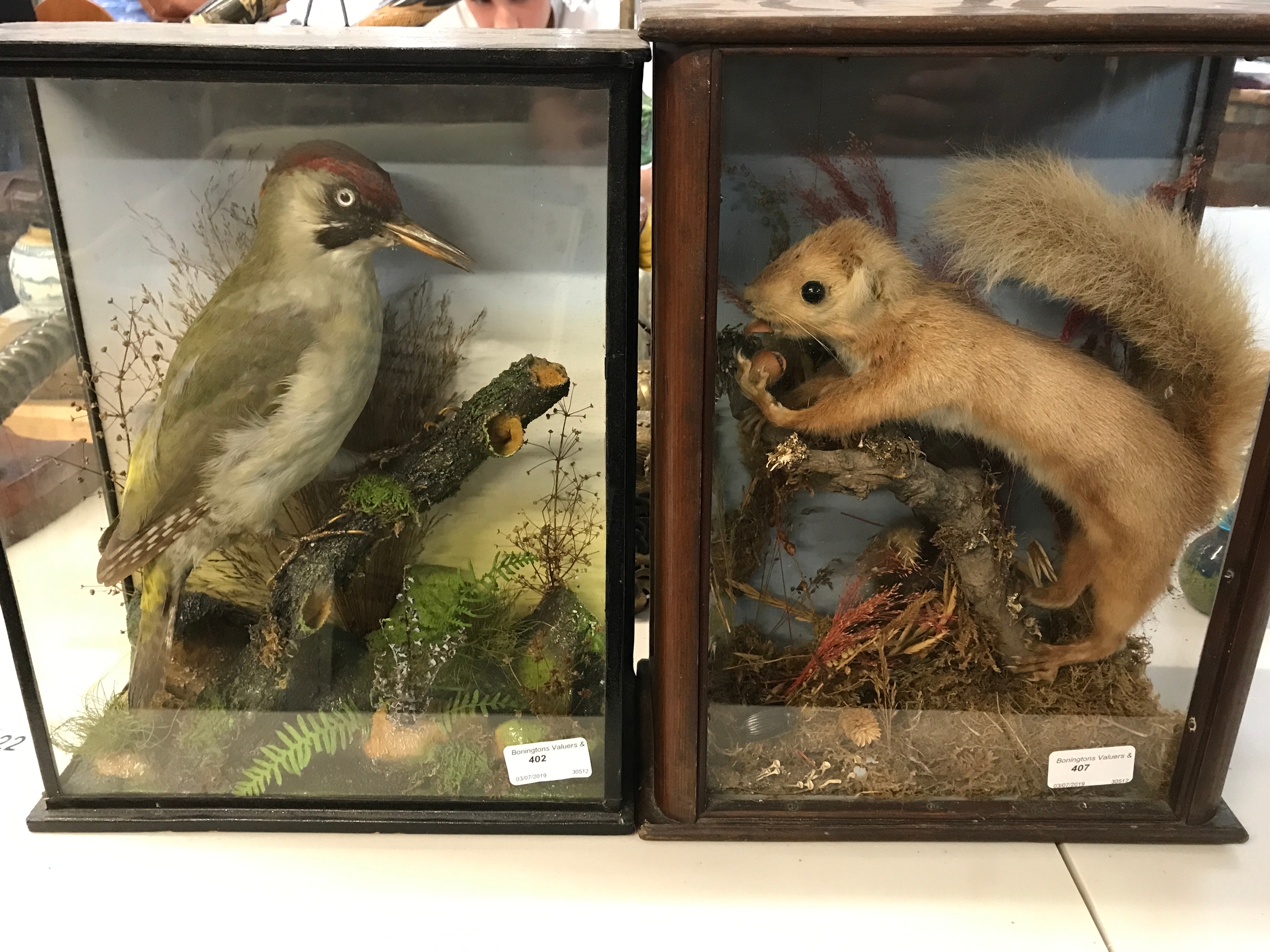 Taxidermy squirrel and a European woodpecker case 35cm tall, 15cm long, 28cm wide 