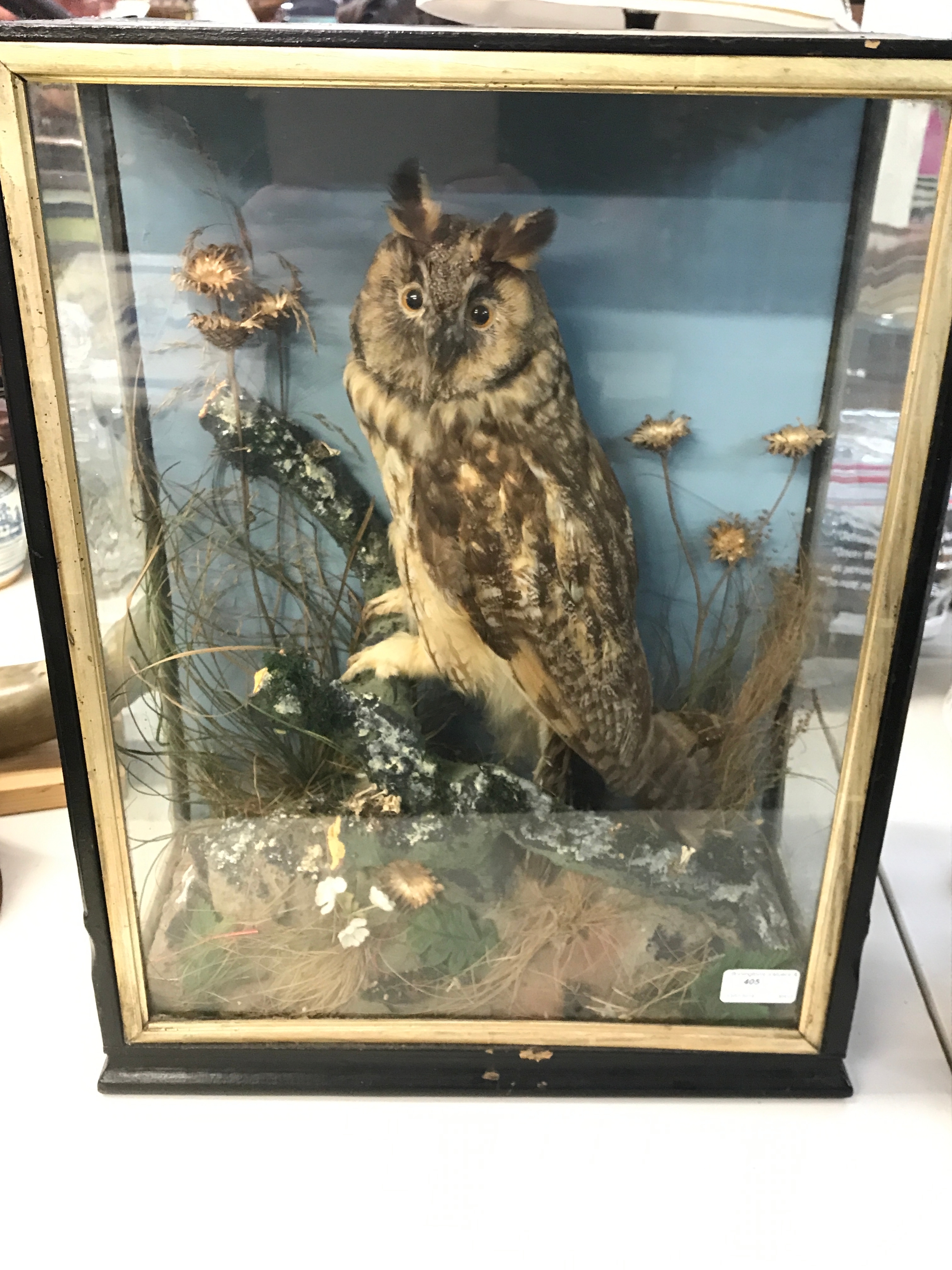 A taxidermy long eared owl 38cm wide 18cm long, 50cm tall 