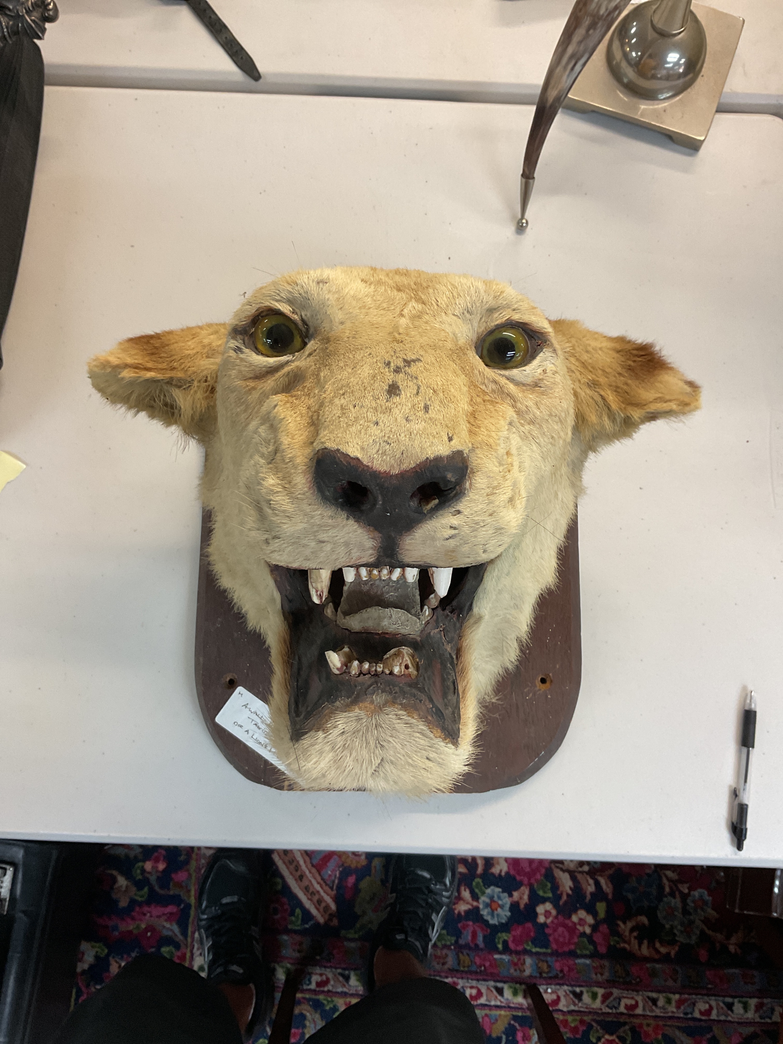 A wall mounted lions head 
