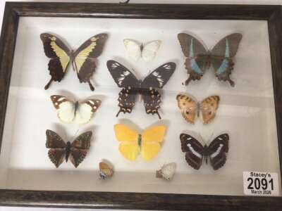 Two Case containing a well presented selection of butterflies moths.