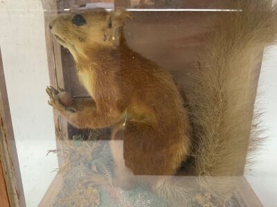 A cased antique taxidermy red squirrel. 25.5cm x 26.5cm x 18cm.