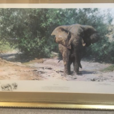 A framed David shepherd print depicting a elephant 100cm x 66 cm .- NO RESERVE