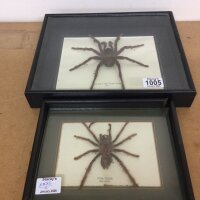 Two Cased Taxidermy spiders The Bird eating Spider from Peru and an example of Tiger Spider from Malaysia (2)