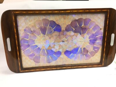A butterfly wing tray, 58cm wide