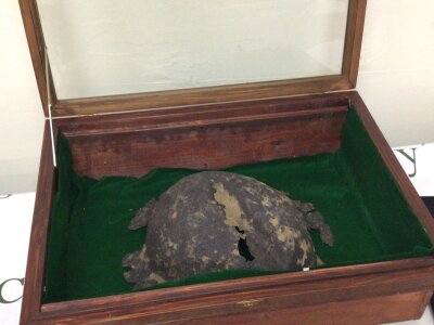 A Genuine I world war Battlefield relic found on the Flanders Battle fields of Ypres. Presented in a display case.