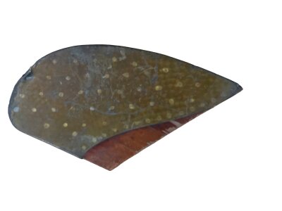 A single propeller tip with riveted protective brass sheaf. 52cm x 27cm