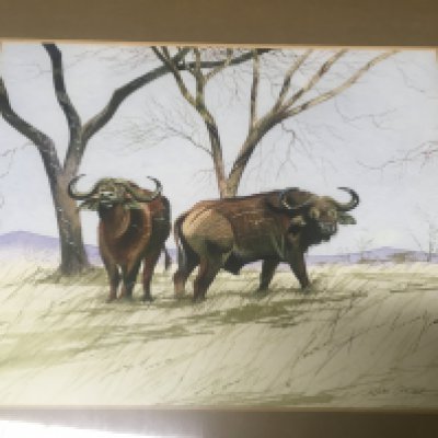 A Allan Carter water colour featuring a buffalo&#2013265924&#2013266171s 30 cm x 25 cm .