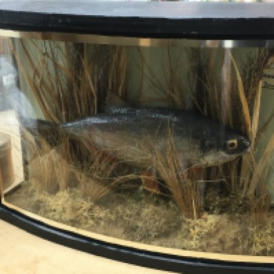 A cased Taxidermy Roach, with attached label that reads 1lbs 8oz caught by Rev D Simons Chanwell Lake June 1936. Case 46cm wide 30cm tall. This lot cannot be posted