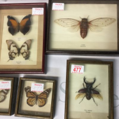 A collection of cased Stag beetles from Europe, a Cicada from Malaysia and butterflies from Peru.