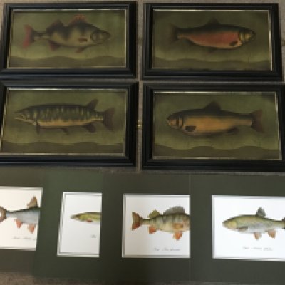 A collection of fish pictures by H.Cornner frame sizes 36x22cm and prints . Postage catB. NO RESERVE