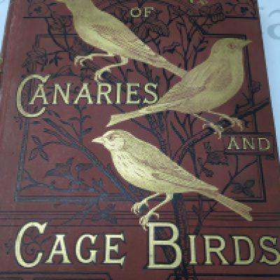 The illustrated book of canaries and cage birds by Blackstone Swaysland and Wiener .