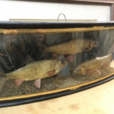 Vintage Cased taxidermy Rudd. Case 45cm wide 19cm tall. Also including a framed set of flies, frame 59cm wide. This lot cannot be posted