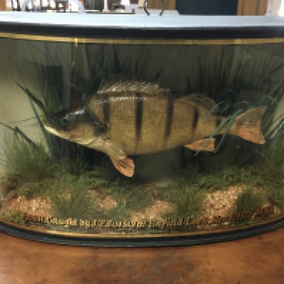 A cased taxidermy perch , with label that reads Perch caught by J.T Simms at Enfield Lock, Nov 28th 1933. Preserved by W.F Homer 105 Woodgrange Road Forest Gate London E.7 . Case 29cm tall 47cm wide 12cm deep