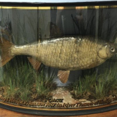 A cased taxidermy Roach , the label reads Taken by J.Hurdly Jan 30th 1887 in River Thames at Henley. Preserved by J. Cooper 28 Radnor Street St Luke London. Case dimensions 45cm wide 29cm tall 14cm deep. This lot cannot be posted
