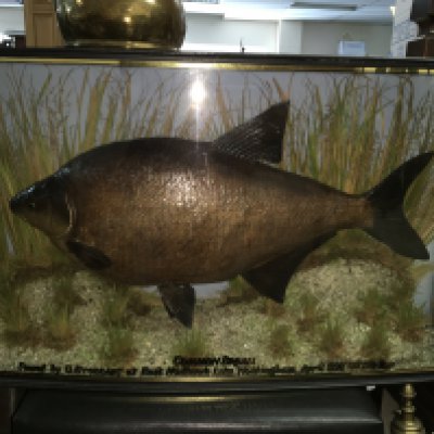 A cased taxidermy Bream, label reads Common Bream found by G.Stoddart in East Midlands Lake Nottingham , April 1997. Case dimensions 86cm wide 22cm deep 48cm tall. Cased by A.J Hall Naturalist 12 Helmsdale Road Romford Essex. This lot cannot be posted