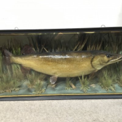 A large cased taxidermy Pike in a bow glass case. Label reads Pike 25 Lbs 4 Ozs caught by L.Davis River Thurne Norfolk. Preserved by A.J Bond. 117cm wide 50cm tall 28cm deep. This lot cannot be posted